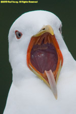 mew gull closeup